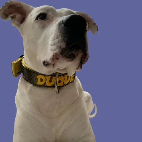 Collar para perros de fibra de carbono amarillo