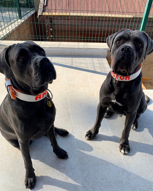 Collar para Cane Corso: Guía Completa para Elegir el Mejor (2026)