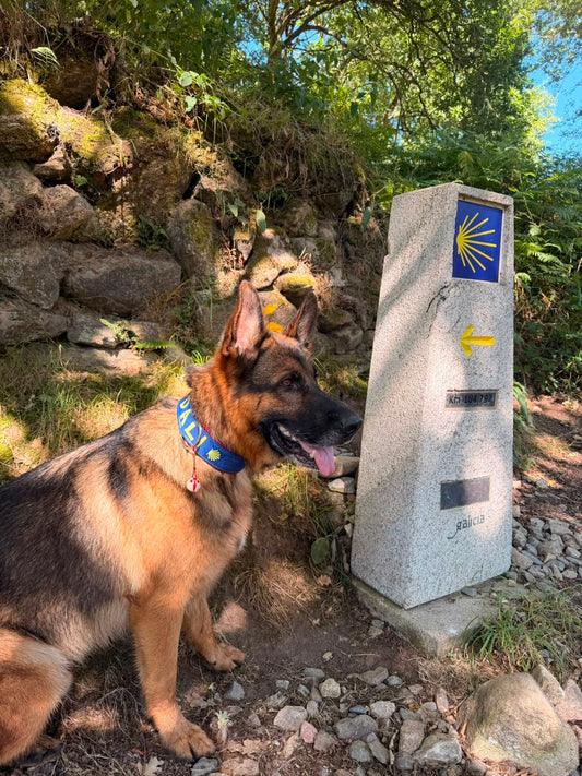 Hacer el Camino de Santiago con perro: guía completa (etapas, albergues y equipo)