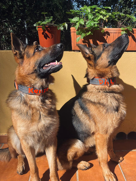 Cómo Elegir un Collar Personalizado para tu Perro: Guía Completa