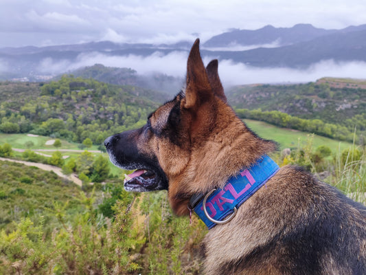 Perro de perfil con collar azul y nombre bordado en rosa, frente a un paisaje de montañas.