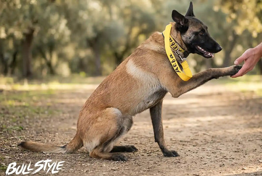 Perro pastor belga dando la pata con un collar amarillo con su nombre bordado