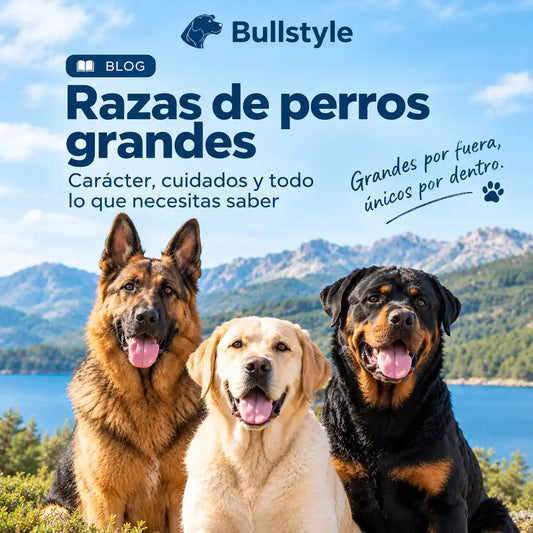 Razas de perros grandes: las 15 más populares en España (guía 2026)