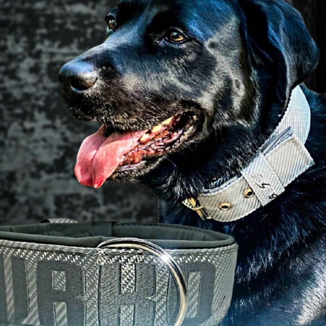 Collares Carbono para Perros  – Personalizados