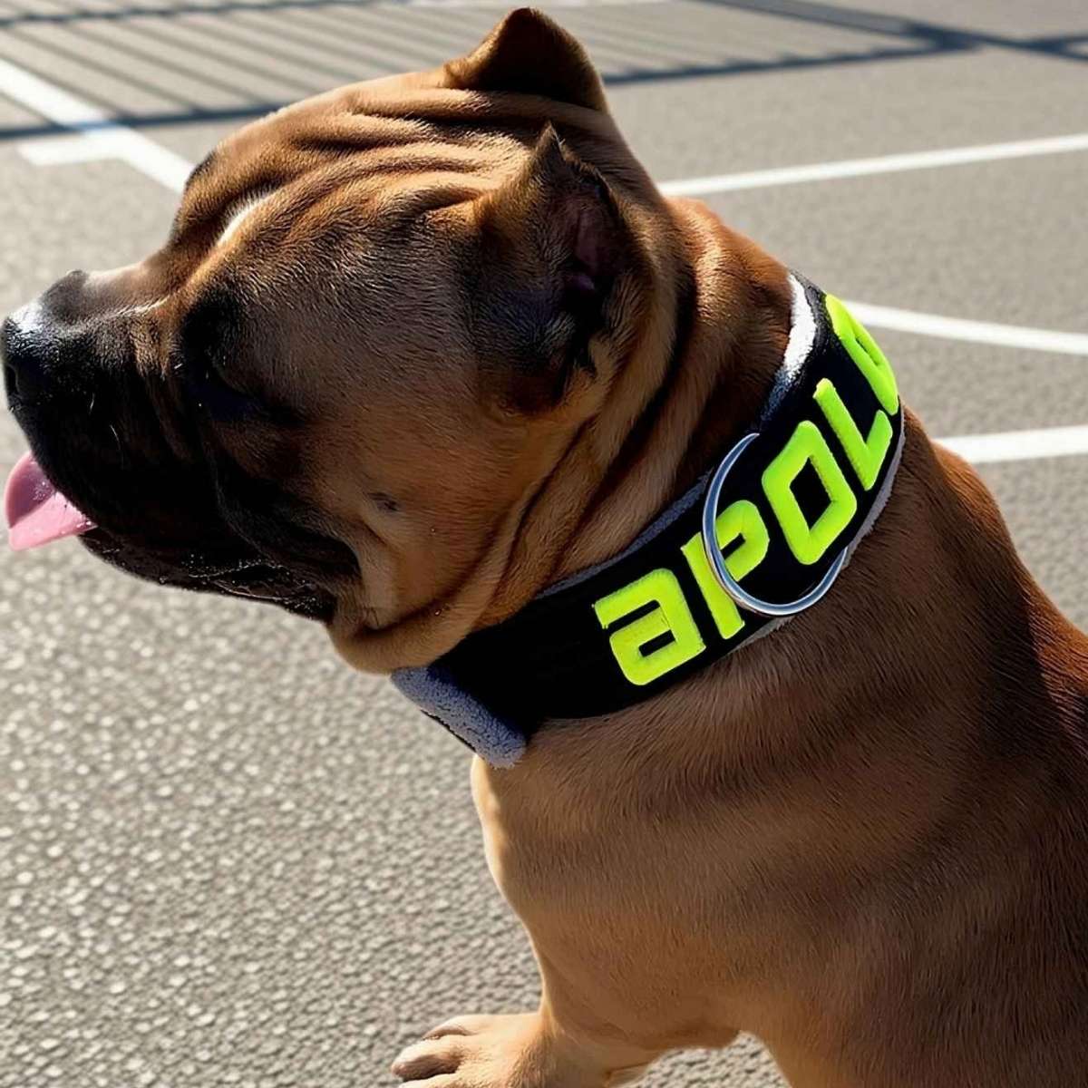 Collares personalizados para American bully