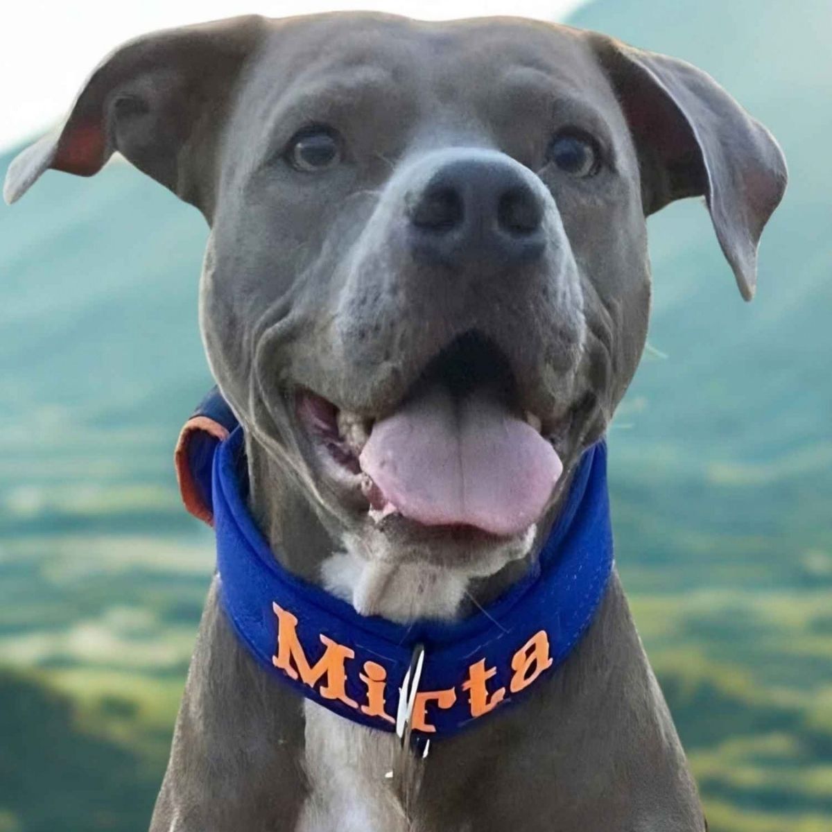 Collares personalizados para Pitbull