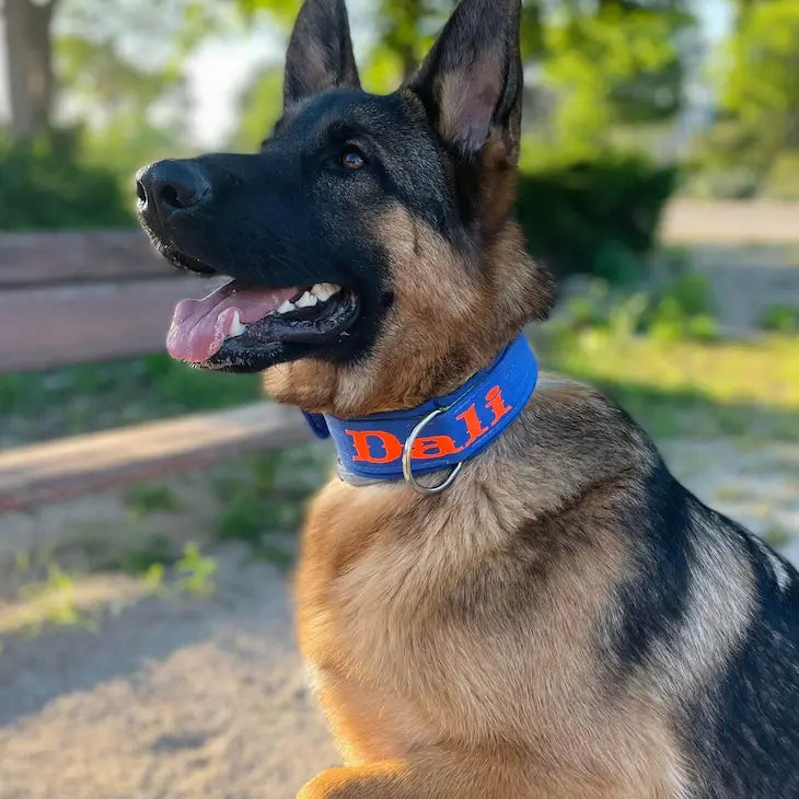 Collares Street Line para Perros – Estilo Urbano y Resistencia