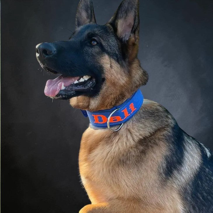 Collares Street Line para Perros – Estilo Urbano y Resistencia