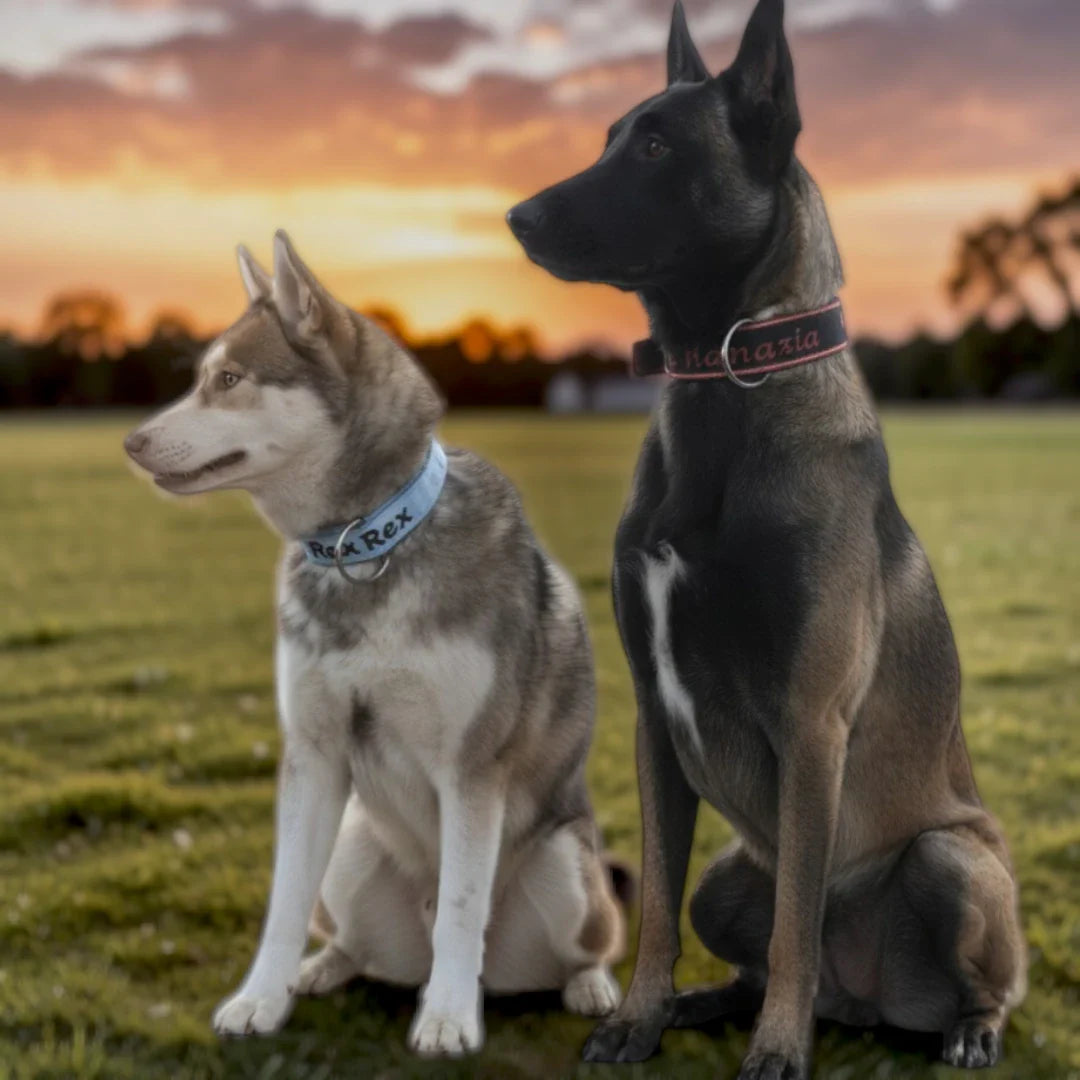 COLLARES RAZAS GRANDES Y MEDIANAS