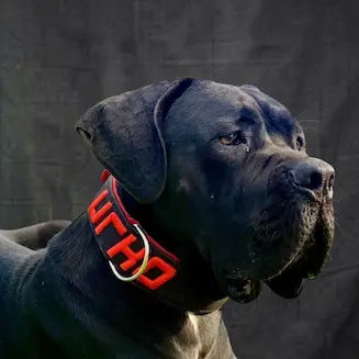 Collares Línea 3D para Perros Grandes – Personalizados