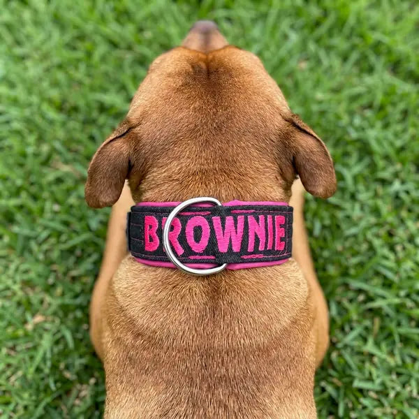Perro con collar vaquero negro y rosa con el nombre BROWNIE bordado, visto de espaldas sobre césped