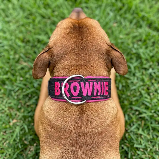 Perro con collar vaquero negro y rosa con el nombre BROWNIE bordado, visto de espaldas sobre césped