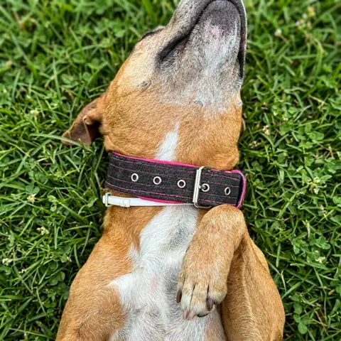 Perro tumbado sobre césped con collar vaquero negro y rosa, con hebilla y ojales de ajuste