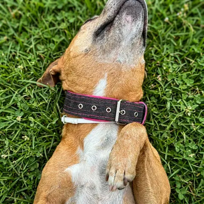 Perro tumbado sobre césped con collar vaquero negro y rosa, con hebilla y ojales de ajuste
