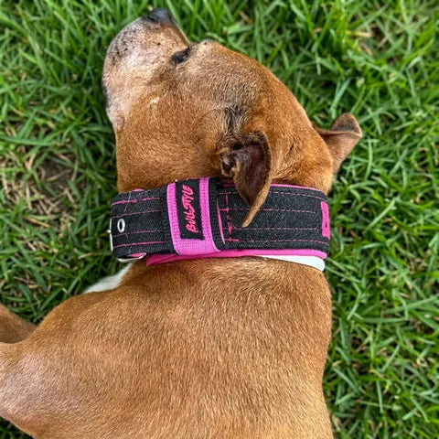 Perro con collar vaquero negro y rosa con etiqueta Bullstyle, visto desde arriba sobre césped