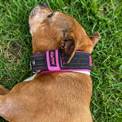 Perro con collar vaquero negro y rosa con etiqueta Bullstyle, visto desde arriba sobre césped