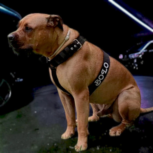 IRON-BOND™ — Arnés Personalizado de Élite