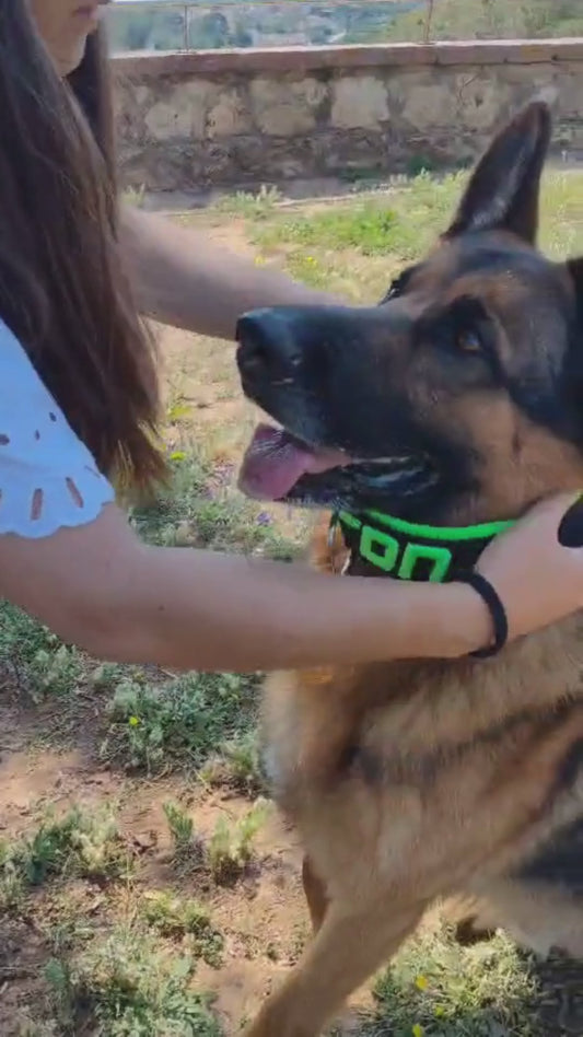 3D LINE SCHWARZES Hundehalsband